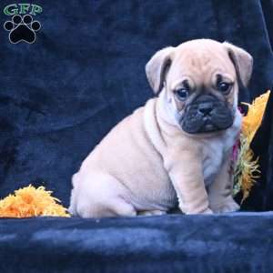 Buddy, Miniature Bulldog Puppy